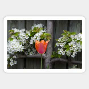 Tulips and pear blossoms in spring Sticker